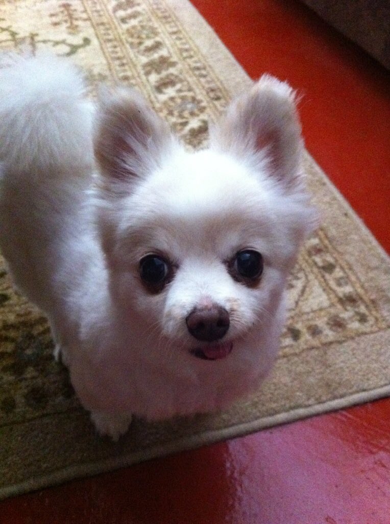 LaceyGee's tweet photo. @TexasHombre Buddy is playing with my Sassy up there!! https://t.co/FKq4wNexwp