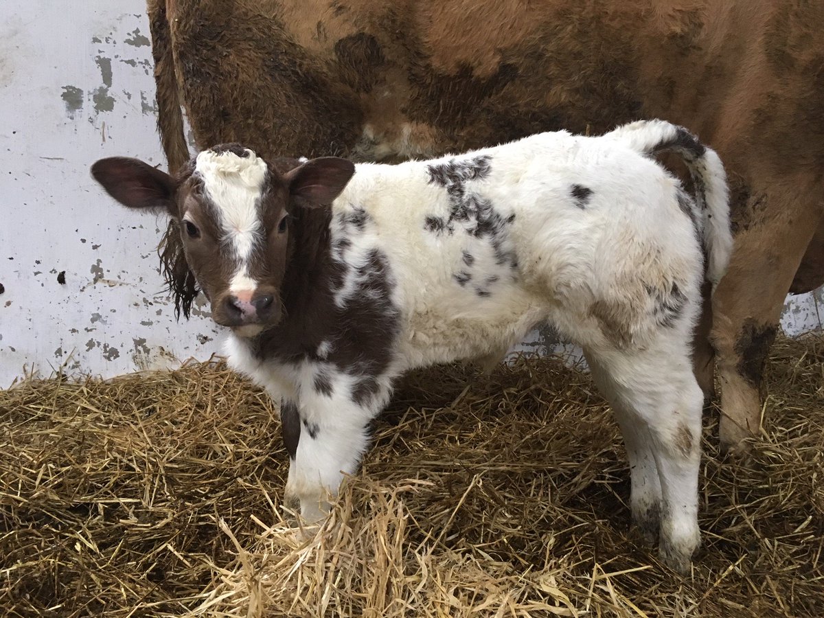 progressivegen's tweet photo. Peter McPhillips Rosemount Emlyn RWM off of a BAxLM dam #calving17 #calving2017 #BelgianBlue #AgIE #PGBred #Farm #progressivegenetics https://t.co/XL7kNYUTAk