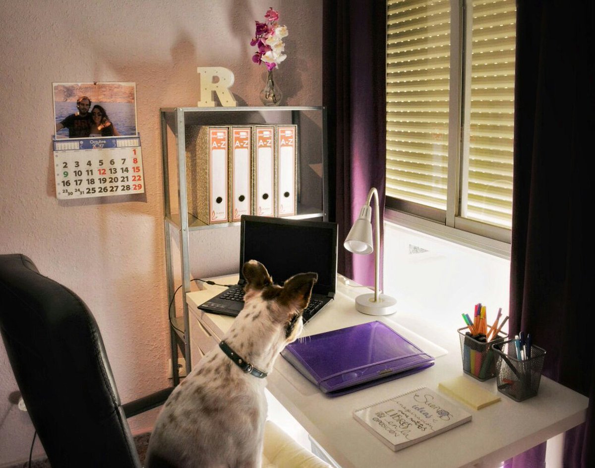 RocioPS7's tweet photo. @feccooand Aquí mi opo-rincón📑📚 y mi más fiel opo-compi🐶
#cuadernodeoposicionesdocentesccoo https://t.co/YWwc8UyqCx