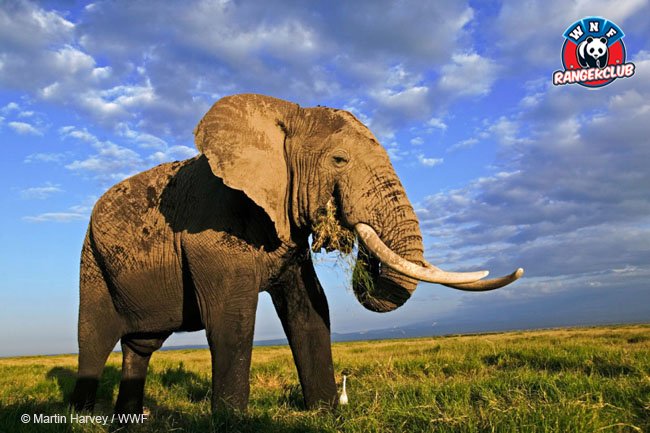 De Afrikaanse olifant is het allergrootste landdier ter wereld. Met nog veel meer records: de langste neus, langste tanden, grootste oren...