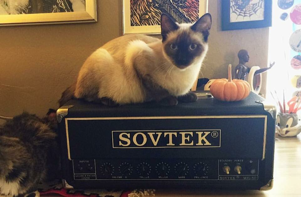catsonamps's tweet image. Good morning and happy Friday! Thx @xfersx @sovtekamplifiers #sovtek #pumpkin #psl #kitty #siamesecat #cat #friday #halloween #CatsonAmps