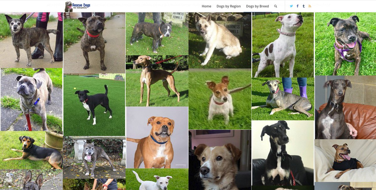 UKRescueDogs's tweet photo. Our web robot just updated the adopted dogs on our website, currently listing 1360 dogs for adoption at rescues > https://t.co/GM47BjUVNl ♥ https://t.co/rqNki1zDQm