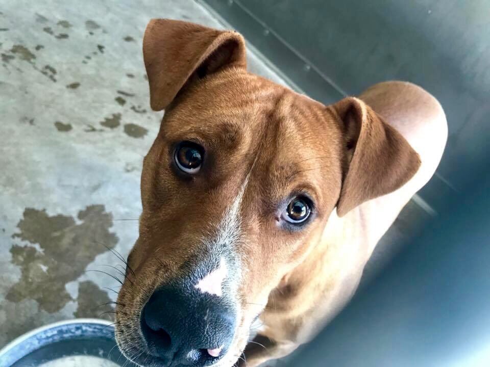 pupaid's tweet photo. This weekend plan a visit to your local rescue shelter, where your new best friend is waiting for you :) #adopt #rescue https://t.co/TLZVgrkjYK