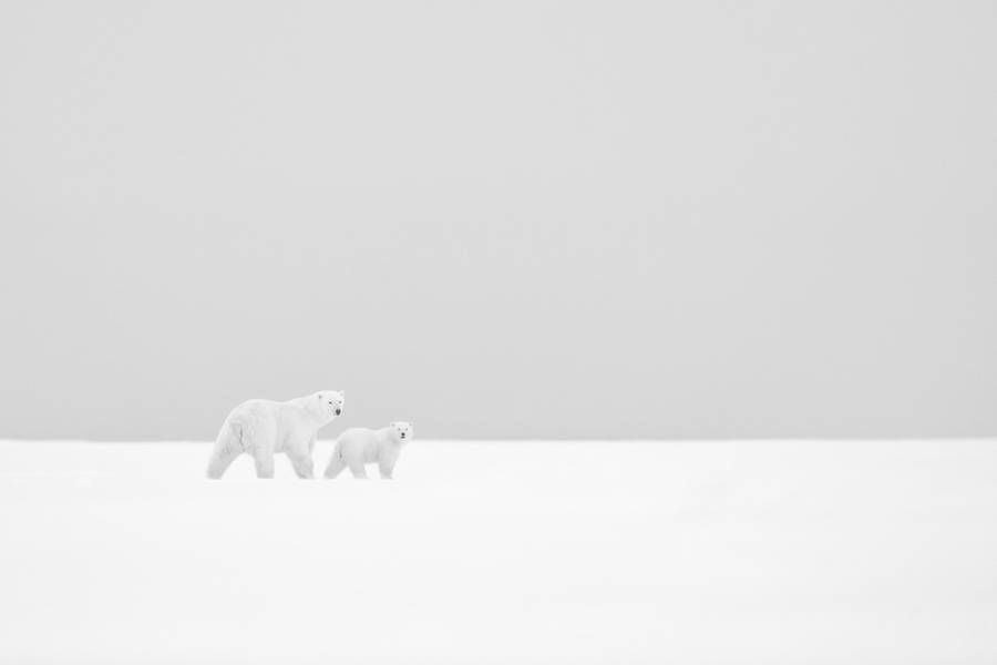 fubiz's tweet image. White Arctic and Antarctic Photography bit.ly/21UHF7x