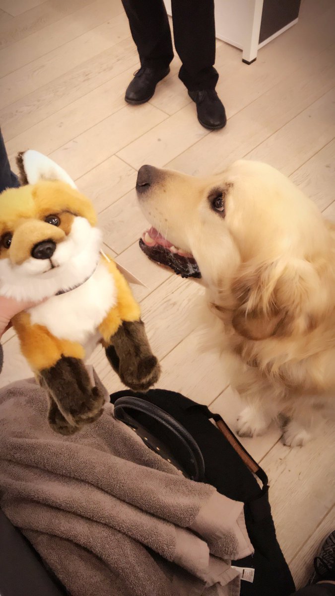 VorbossFox's tweet photo. I have had a visit in the office from my furry friend this afternoon #dougthedog @dotBill https://t.co/rnl2itFLP2