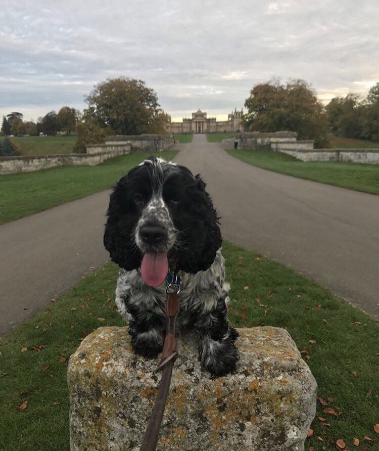 GrtHennerHall's tweet photo. Emmett Henstridge loves his after noon walks around the estate. https://t.co/imCgvUf2J1