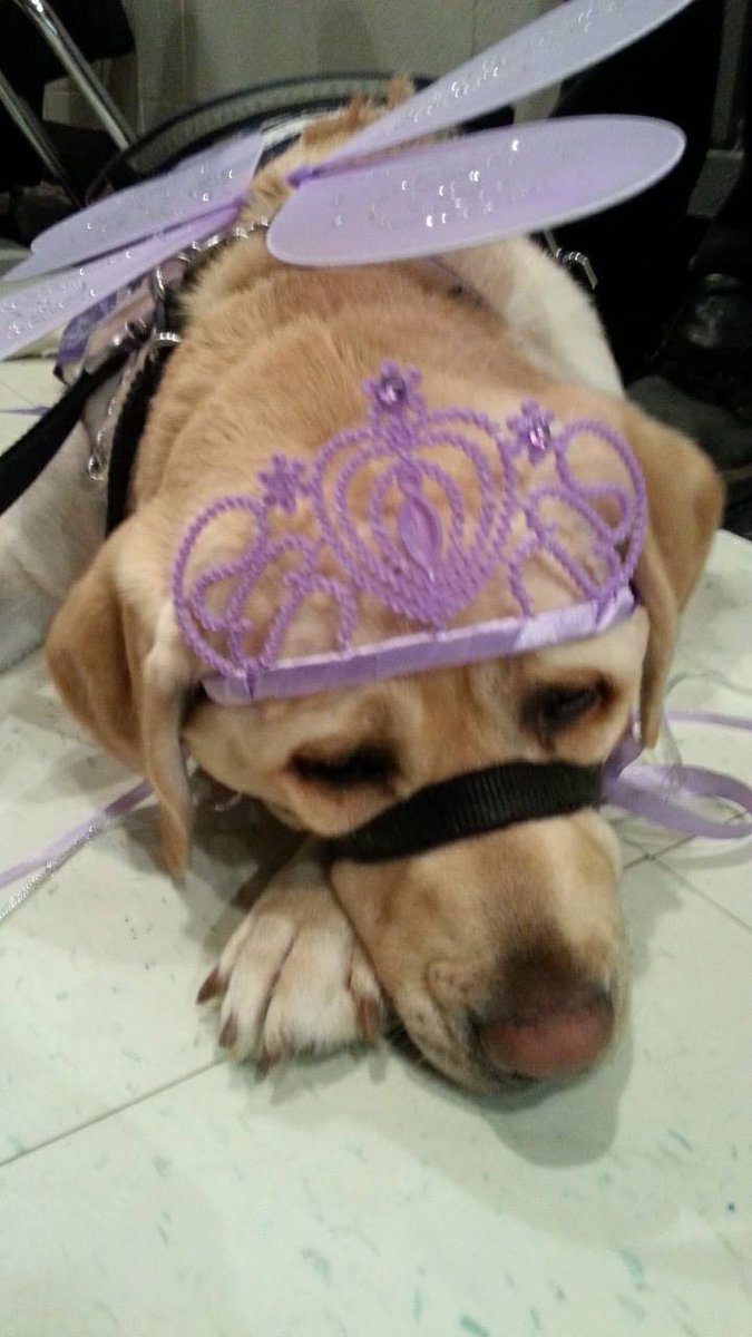 Paws4Ethan's tweet photo. Went to my first Halloween Party last night with #K4Paws SD Molly and had a great time. Me as The Flash and Molly my Fairy Princess. https://t.co/bYDw0NOiQ9
