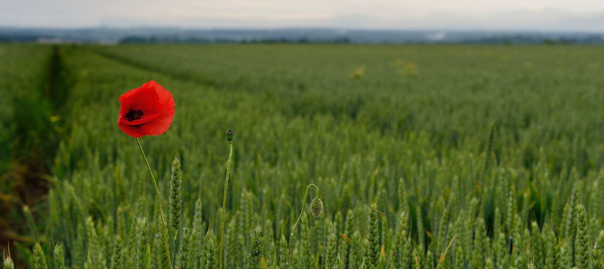 Armeecanadienne's tweet photo. Nous portons le coquelicot afin de se souvenir des 117 000 Canadiens qui ont, à ce jour consenti l’ultime sacrifice  https://t.co/uDi0q7nFJn https://t.co/qBtey40KGC