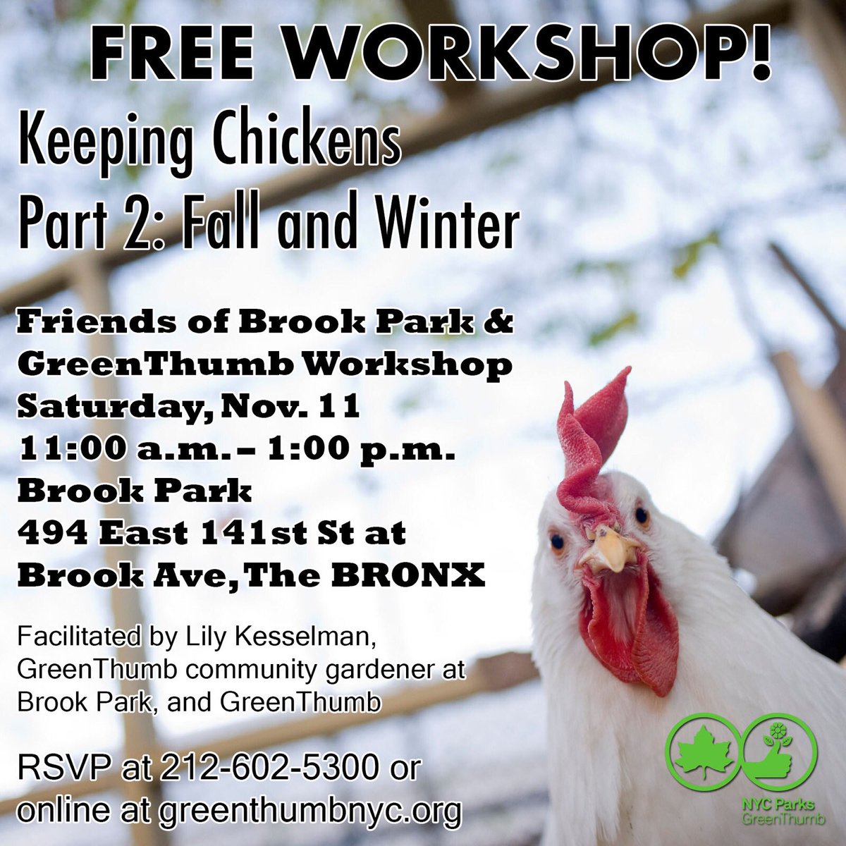 bronxchicks's tweet photo. You can still have fresh eggs after the zombie apocoplyse! Learn how to keep city chickens! Free workshop! @greenthumbgrows #urbanchickens https://t.co/uKHlLxg76q