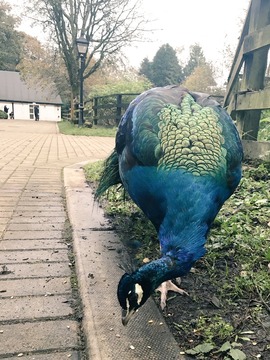 Ashlea Hudson tweet media