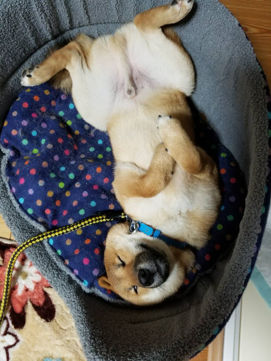 CherylBloomx's tweet photo. 幸せそうな顔して寝とるわぁ…
#犬好きさんと繋がりたい 
#柴犬 
#犬 https://t.co/DYugcskWNA