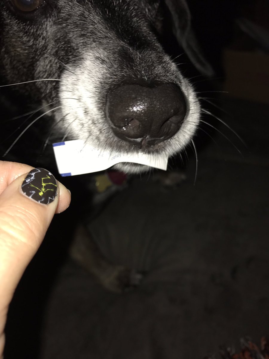 emily_david42's tweet photo. @pomelobooks I am #petcrazy https://t.co/PpKAcRjzbZ