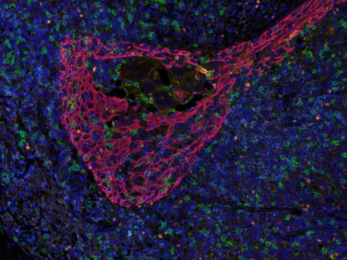 HISTALIM tweet media