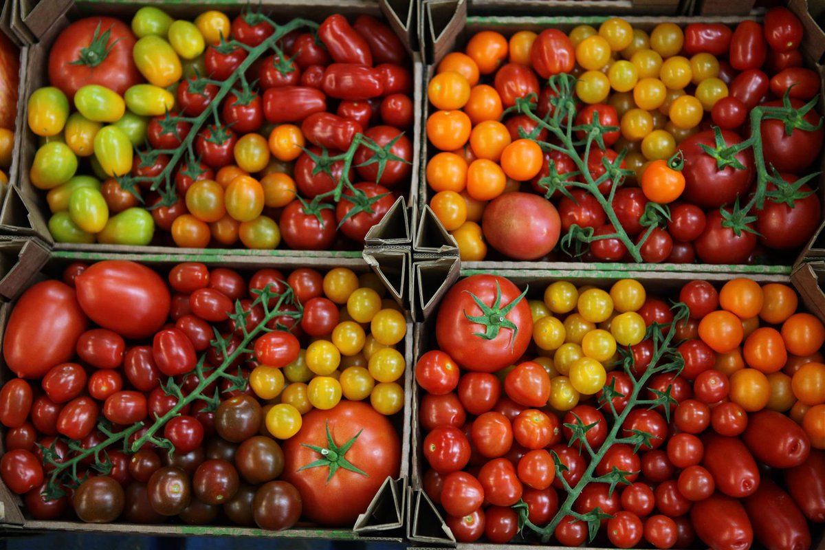 Steve_Hatt's tweet photo. Really please with our new #packaging for our #Chefsselection range. #BritishTomatoes https://t.co/4RuaNul5hM