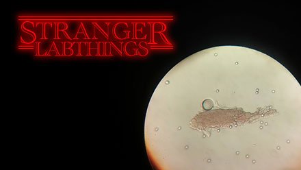ParticleDoc's tweet photo. #StrangerThings What stranger #labthings do you see? Sometimes the lab might seem like the #UpsideDown but do not be afraid. https://t.co/3lDeNcn8G1