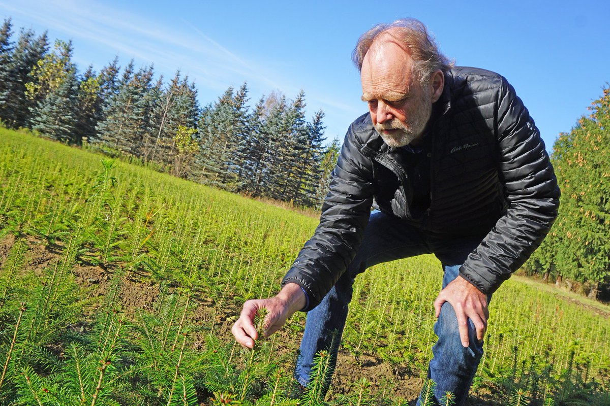 AllistonHerald's tweet photo. Closure of #Angus seed plant would impact businesses, tree planting operations in Ontario https://t.co/O3sDQctyhl @jwilsonmpp @UtopiaHall https://t.co/IRSU75XzmX