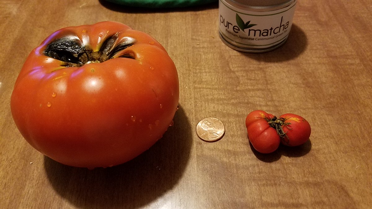 bloggingchick's tweet photo. #tinytomato #mygarden https://t.co/XHkrOu1hyi