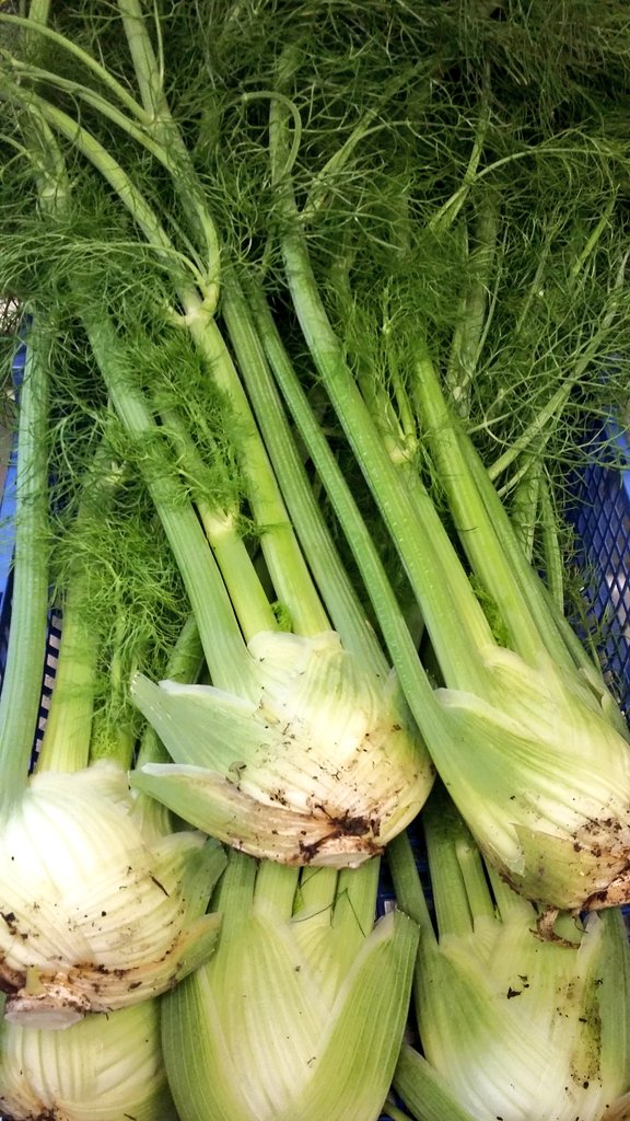 OakleyKitchen's tweet photo. Garden fennel ooooooh! #soiltoplate #sustainable #gardengoodies #fresh #oakleycourt https://t.co/gSuXpSBee5