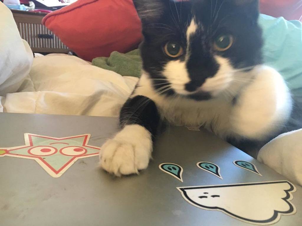 miss_olive47's tweet photo. Two of my favourite things: kitten and stickers #streetart #stickers #sticker #cloud #rain #star #olive47 #catsof… https://t.co/vVKCMabyTg https://t.co/KBzYARgn6x
