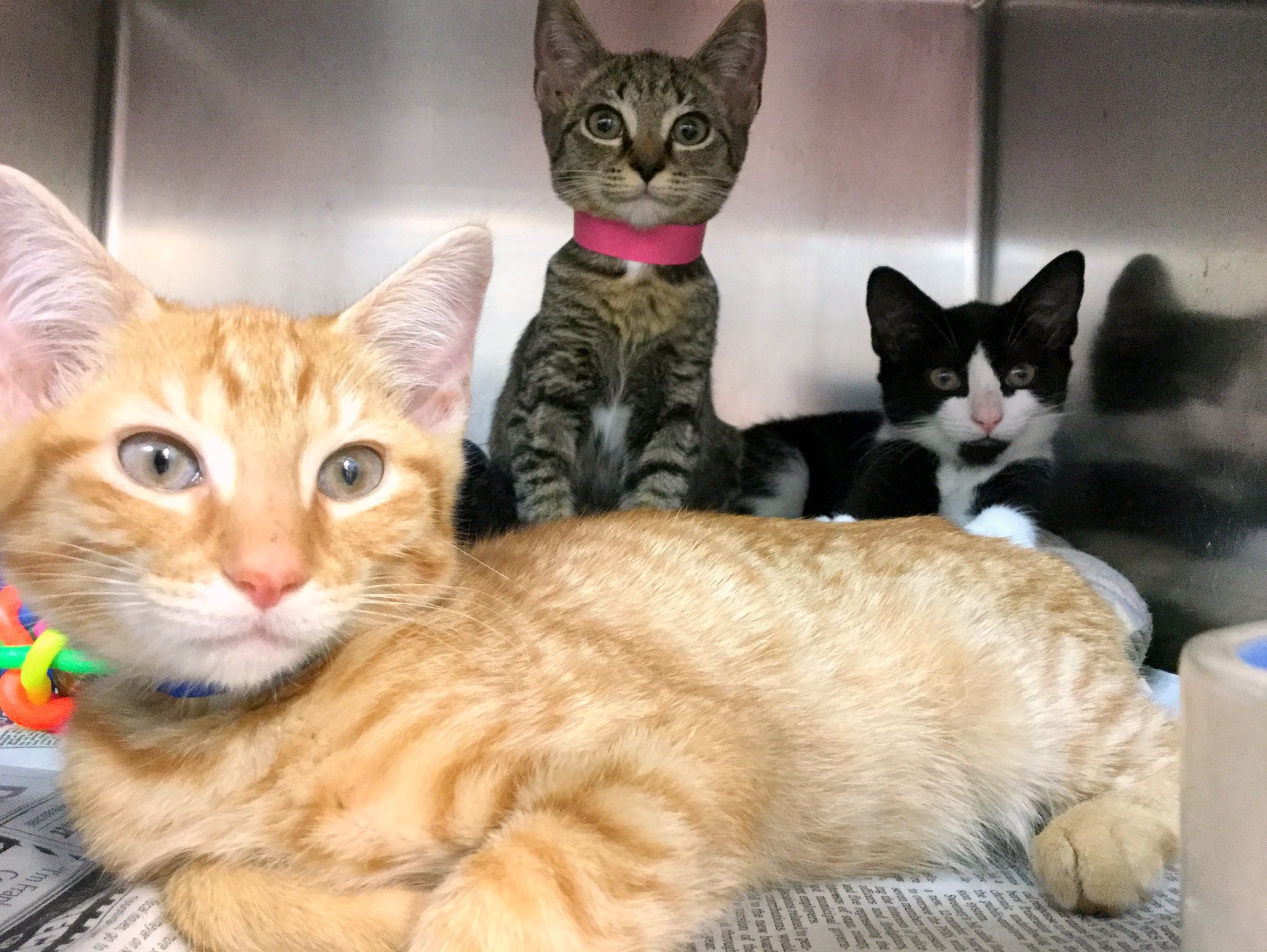 Morris Animal Refuge on Twitter "These 3 kittens just dropped their