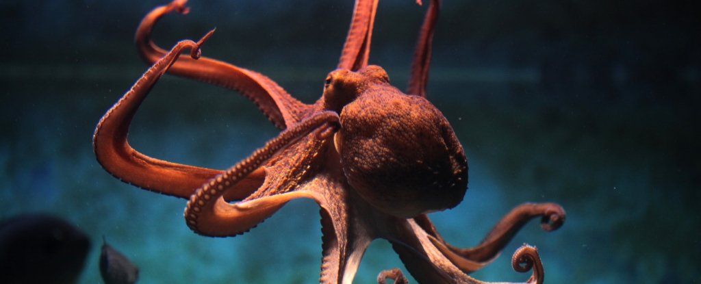This Amazing New Material Changes Shape Just Like an Octopus buff.ly/2x1ewwH