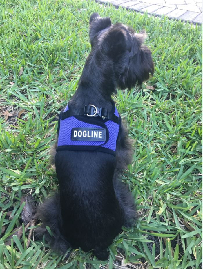 ModernDogMag's tweet photo. #FREEBIETIME! We're giving 3 lucky #dogs a Boston Mesh Harness with a personalized patch on Facebook! https://t.co/d4NqcgqYL1 https://t.co/zVJmZ4Hg1n