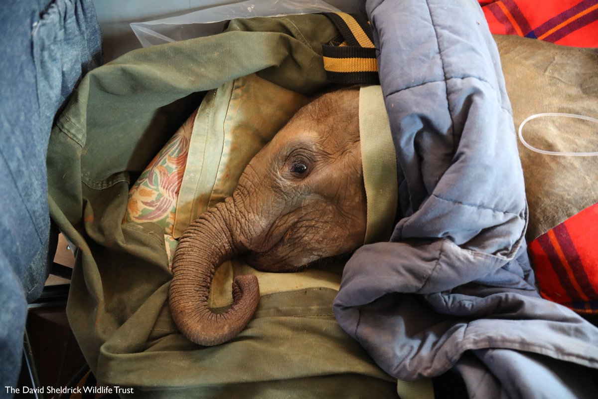 Sheldrick Wildlife on Twitter "Wrapped up warm during his rescue