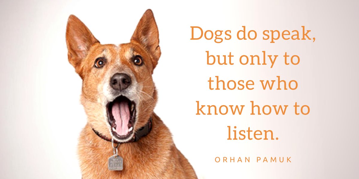 DogAdvisory's tweet photo. Friend, companion, confidante #dogs
do it all

#fridayfocus #doglovers https://t.co/vrmawylQyT