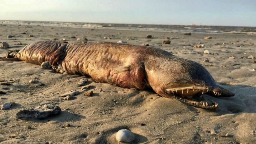 z_proyect's tweet photo. #CUALRIACHUELO No es tu suegra: monstruo apareció en la playa luego del huracán “Harvey” #StrangerThings2 

🤮https://t.co/sVkMDgyVOb https://t.co/mRYGlzo2Z3