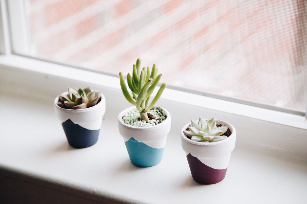 sucstu's tweet photo. #windowsillgang
https://t.co/4nXXmP3YqT #succulents #indoorgardener https://t.co/fkIuzJWOFF
