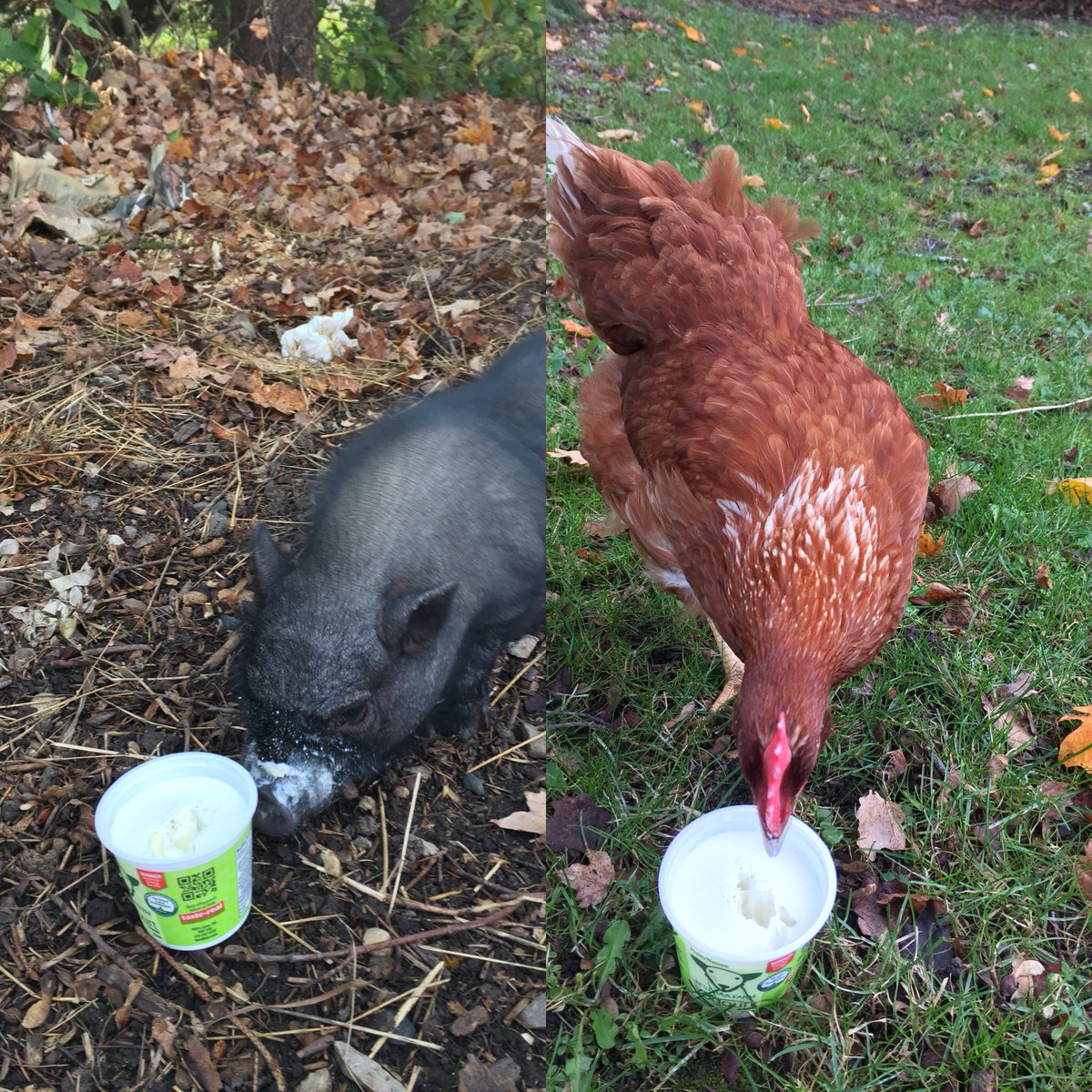 Uh-oh! Victoria Pig-Toria (our house pet) found the yogurt we leave out for our hens. Even she loves our yogurt.