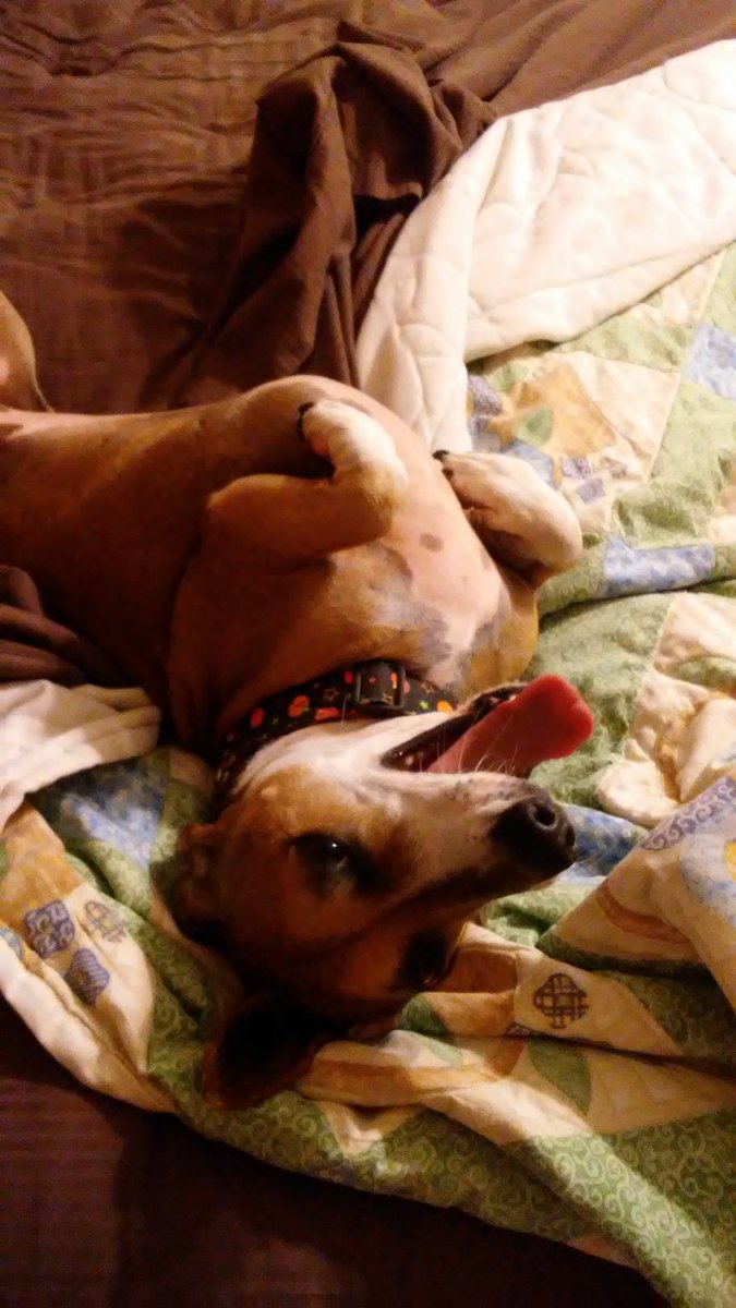alharpole's tweet photo. Good Morning!!! -Daisy Dog
#daisydog #adoptdontshop #rescuedog #bedhog #doihavetogetup #ilovemyfamily #legaiabooks #childrensbook https://t.co/R9iiySPJ0r