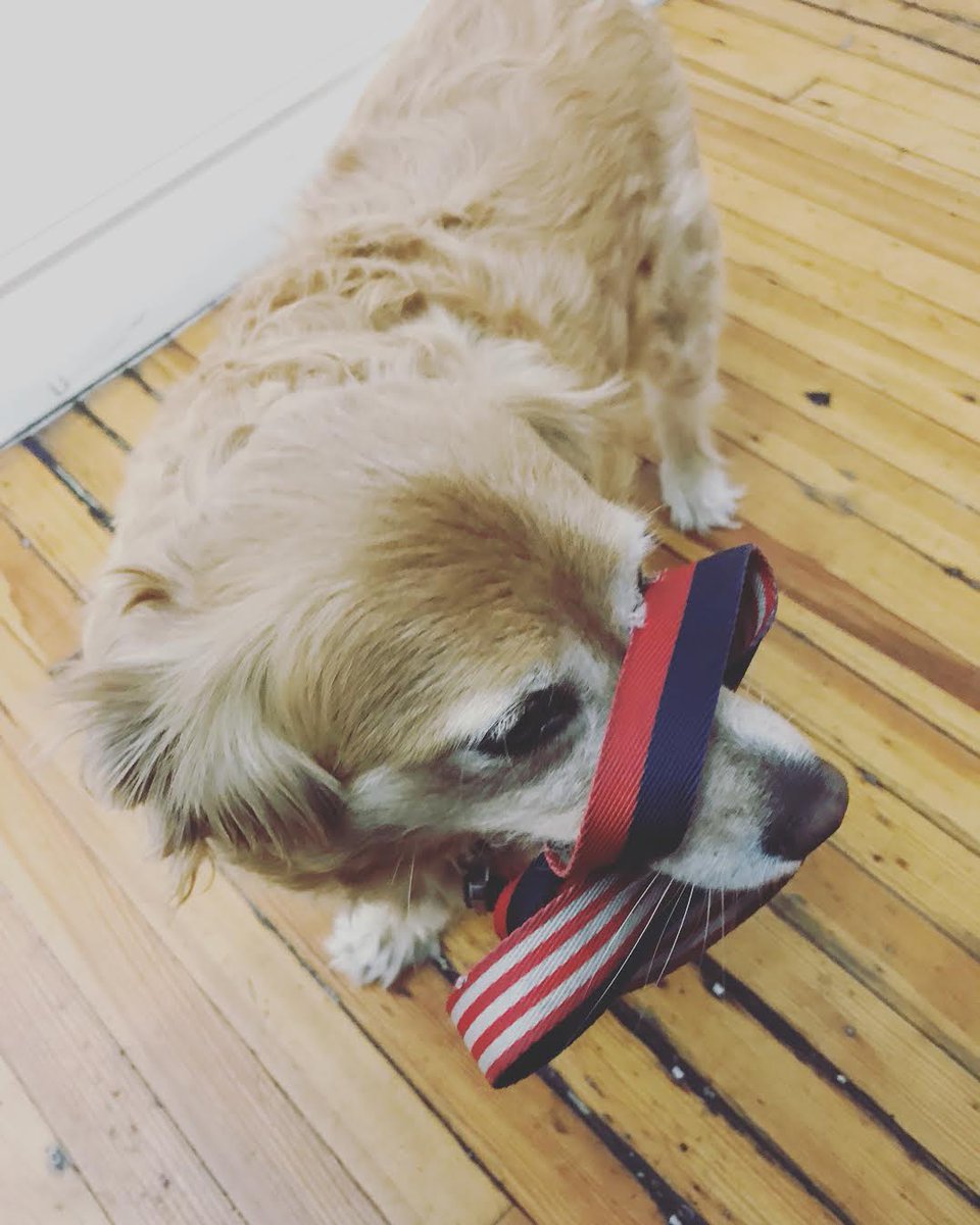 NYCDogWalkers's tweet photo. Mookie is ready for his walk! #nycdogwalkers #dogsoftwitter #minigoldenretriever #friday https://t.co/ZbWXzcUFp8