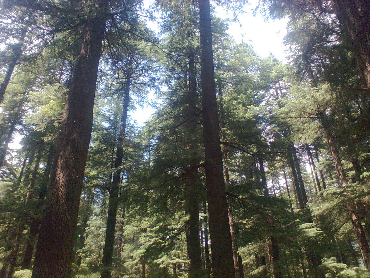 news24tvchannel's tweet photo. Green order..All Deodar trees will get radio frequency tags #DeodarTrees #RadioFrequencyTags https://t.co/sMa7smOo1D https://t.co/aBGKPxi0wA