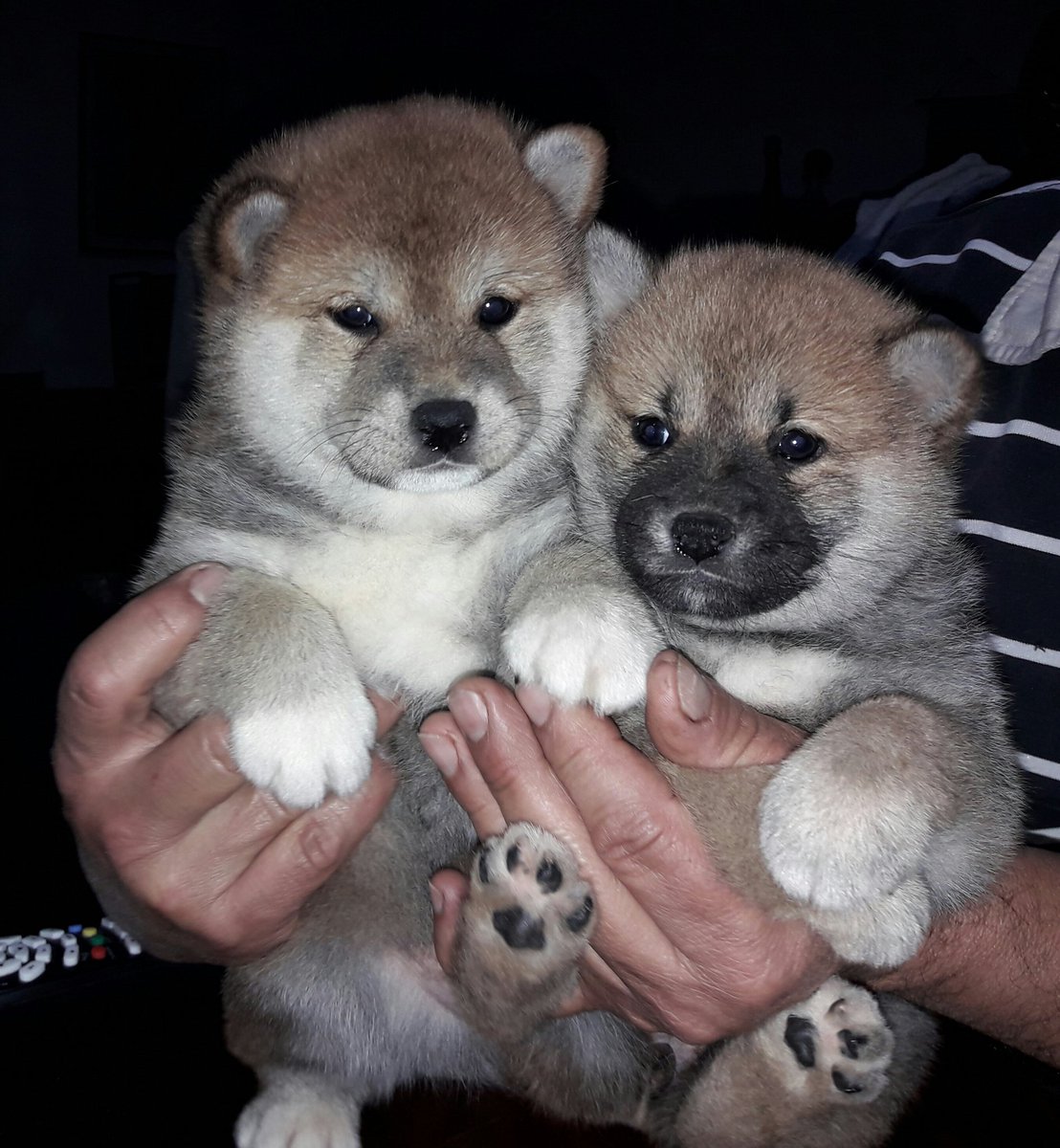 oftoshi's tweet image. Shiba Inu la raza milenaria de Japón For Sale