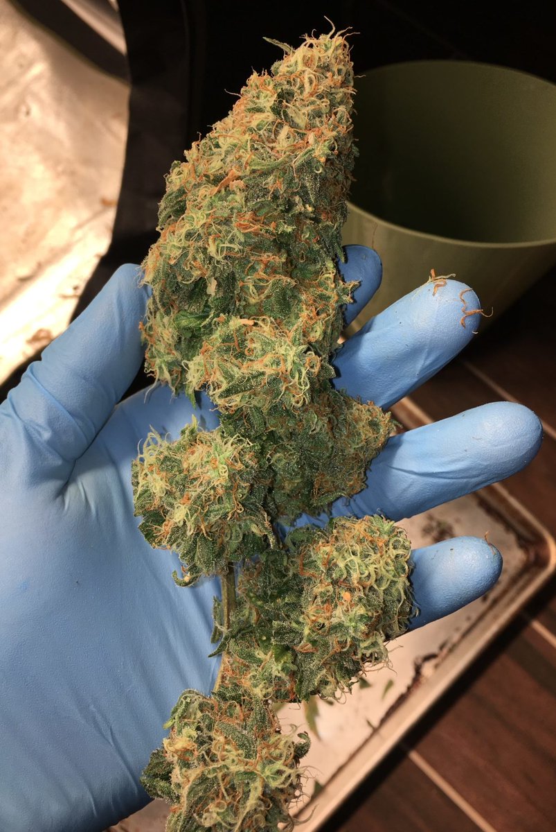 DudeGrows's tweet photo. Some of that Critical Kush from my man Broccoli nugz #dgcdank #dudegrows https://t.co/jecRhMjsff