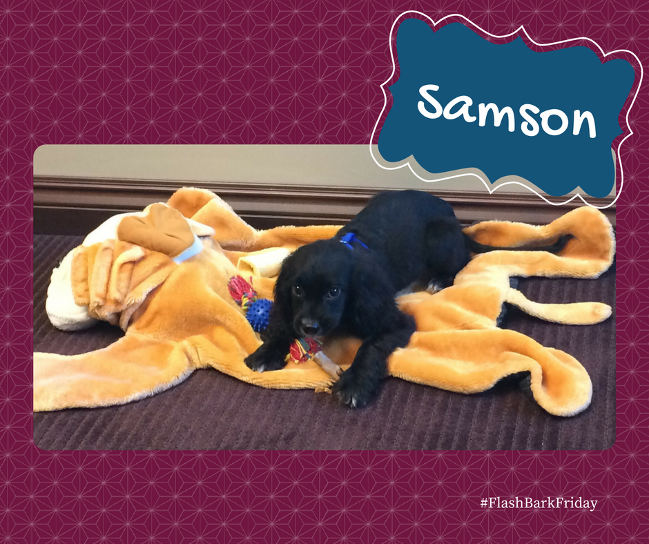 RSHLegal's tweet photo. #FlashBarkFriday is a good one. Meet Samson, paralegal Kim's puppy! https://t.co/1ItWWegIWD