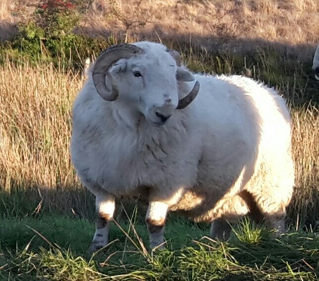 Remember <a href="/NFUCymru/">NFU Cymru 🚜</a> <a href="/NFUDyffrynConwy/">NFU Dyffryn Conwy</a>  ram sale tomorrow