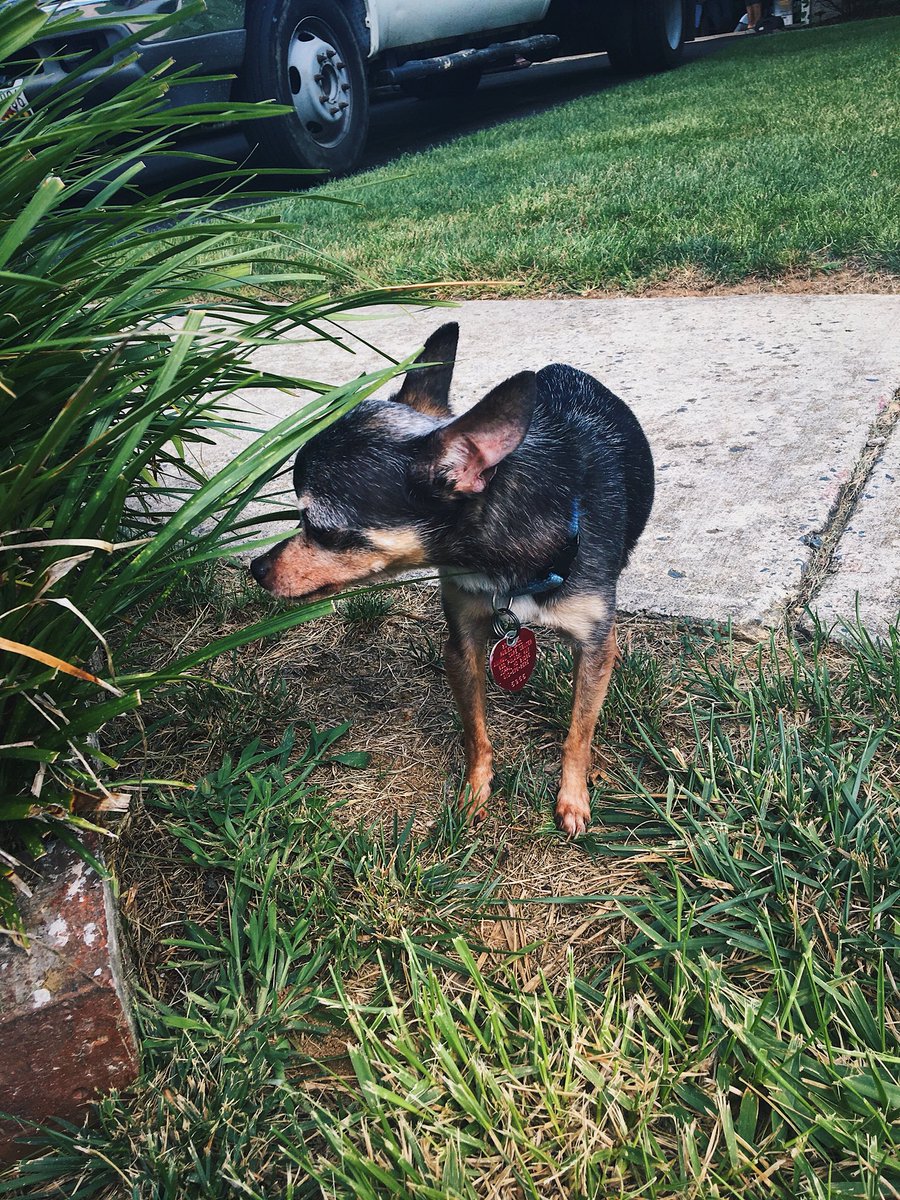 zaddyybusta's tweet photo. I’ll forever miss you Daisy 🌼💛
#myfirstpup https://t.co/rlfYK9neUF