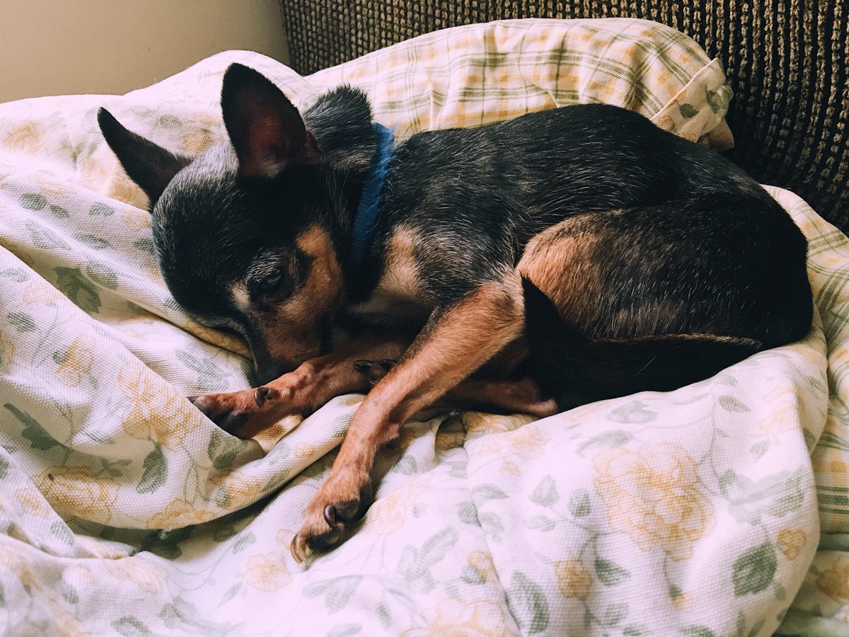 zaddyybusta's tweet photo. I’ll forever miss you Daisy 🌼💛
#myfirstpup https://t.co/rlfYK9neUF