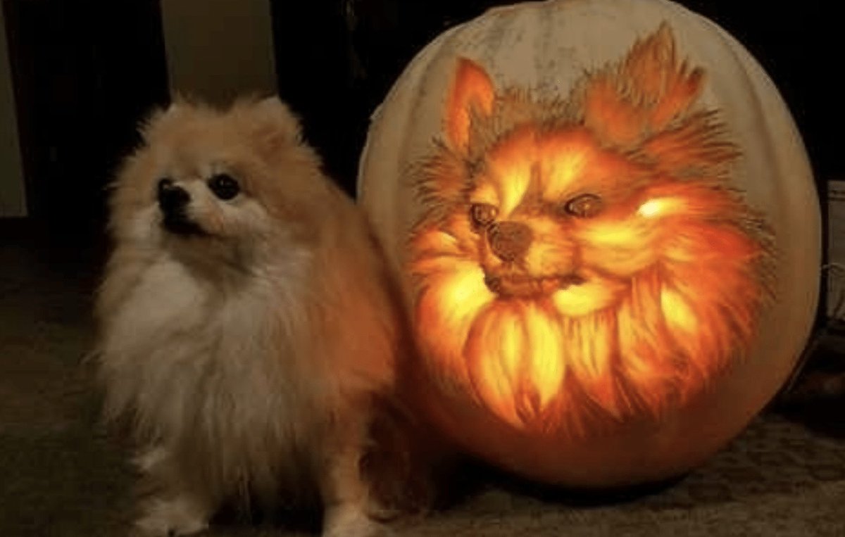 BringFido's tweet photo. Have you carved a dog-o-lantern? Let us see! #Halloween #Howloween #dogolantern #jackolantern #pumpkincarving https://t.co/iWQR2P4Jzz https://t.co/sXWT0rqLa1