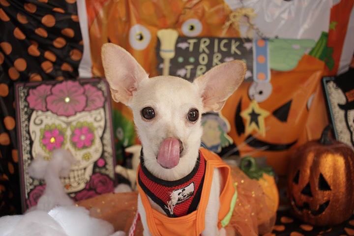 Are u a patient, loving parent? Sincere may be for you! Needs quiet, loving home. She's becoming domestic &amp; learning how to "dog." 7lbs. ❤️