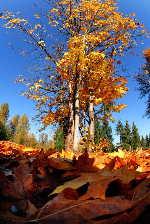 David Sargon tweet media