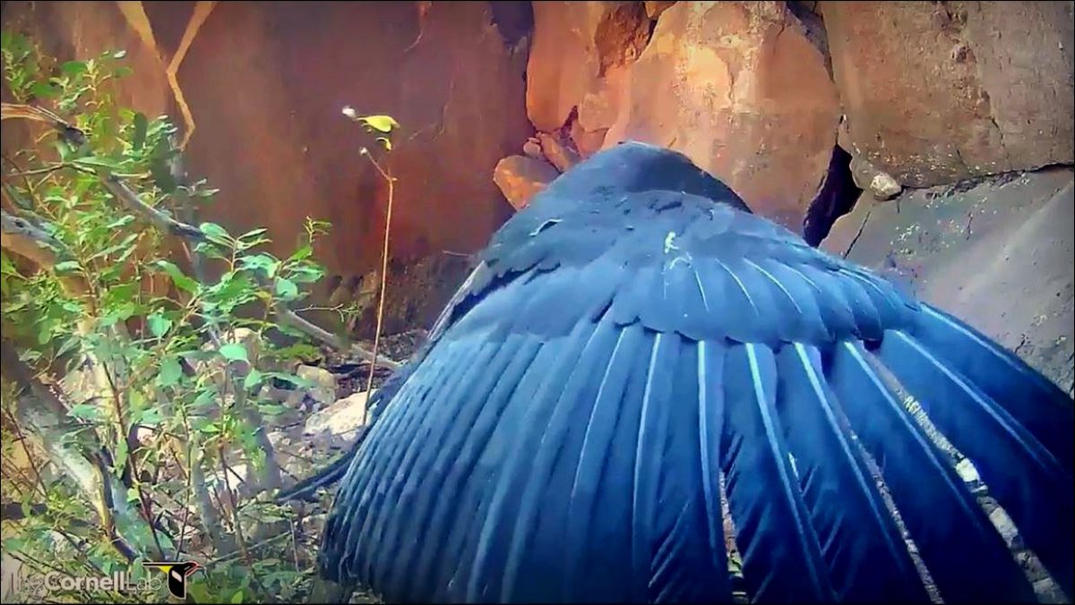 eaglespirit77's tweet photo. @CornellCondors And who is this caped crusader? lol :) https://t.co/jcakVHFweC