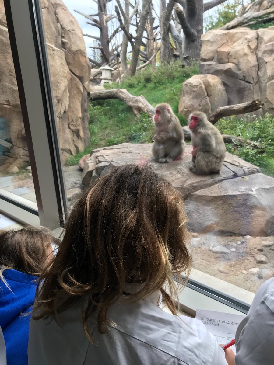 MidSchoolBISC's tweet photo. Middle School students learning about animal behavior using ethogram Lincoln Park Zoo #CASTtime #NAEBeAmbitious https://t.co/KHMgCseoiB