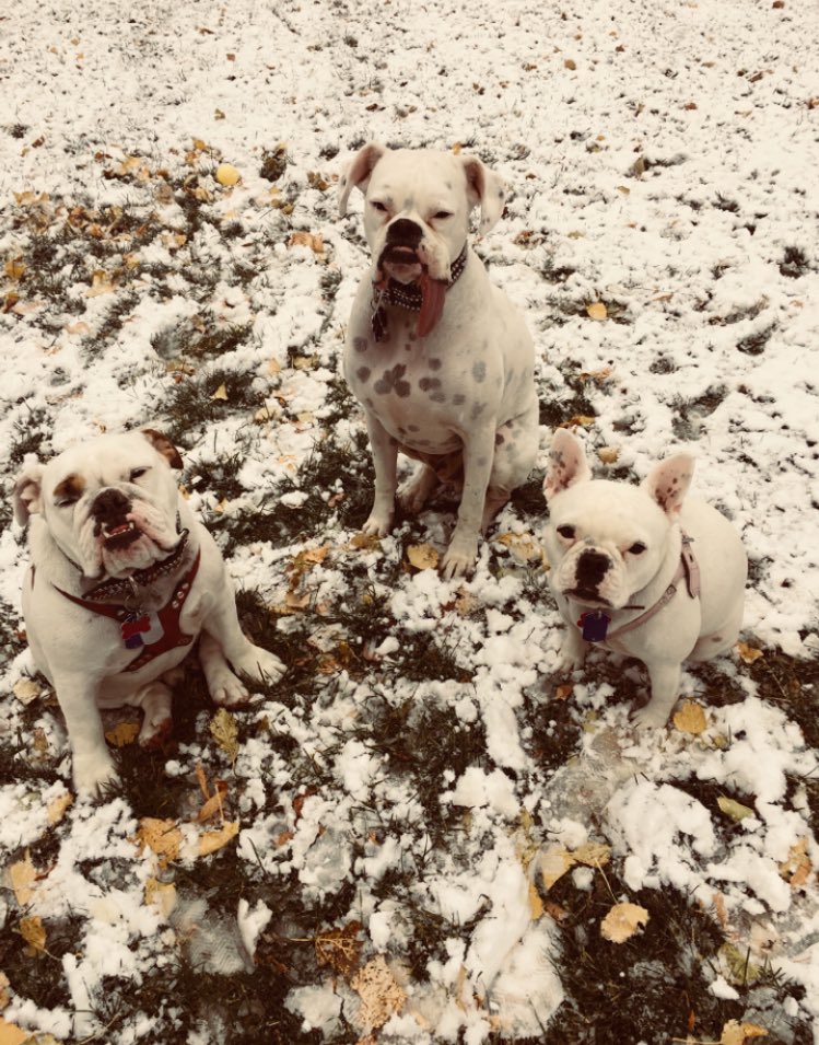 Kisstheboxer's tweet photo. Camouflaged snow angels https://t.co/IH06fIBKsJ
