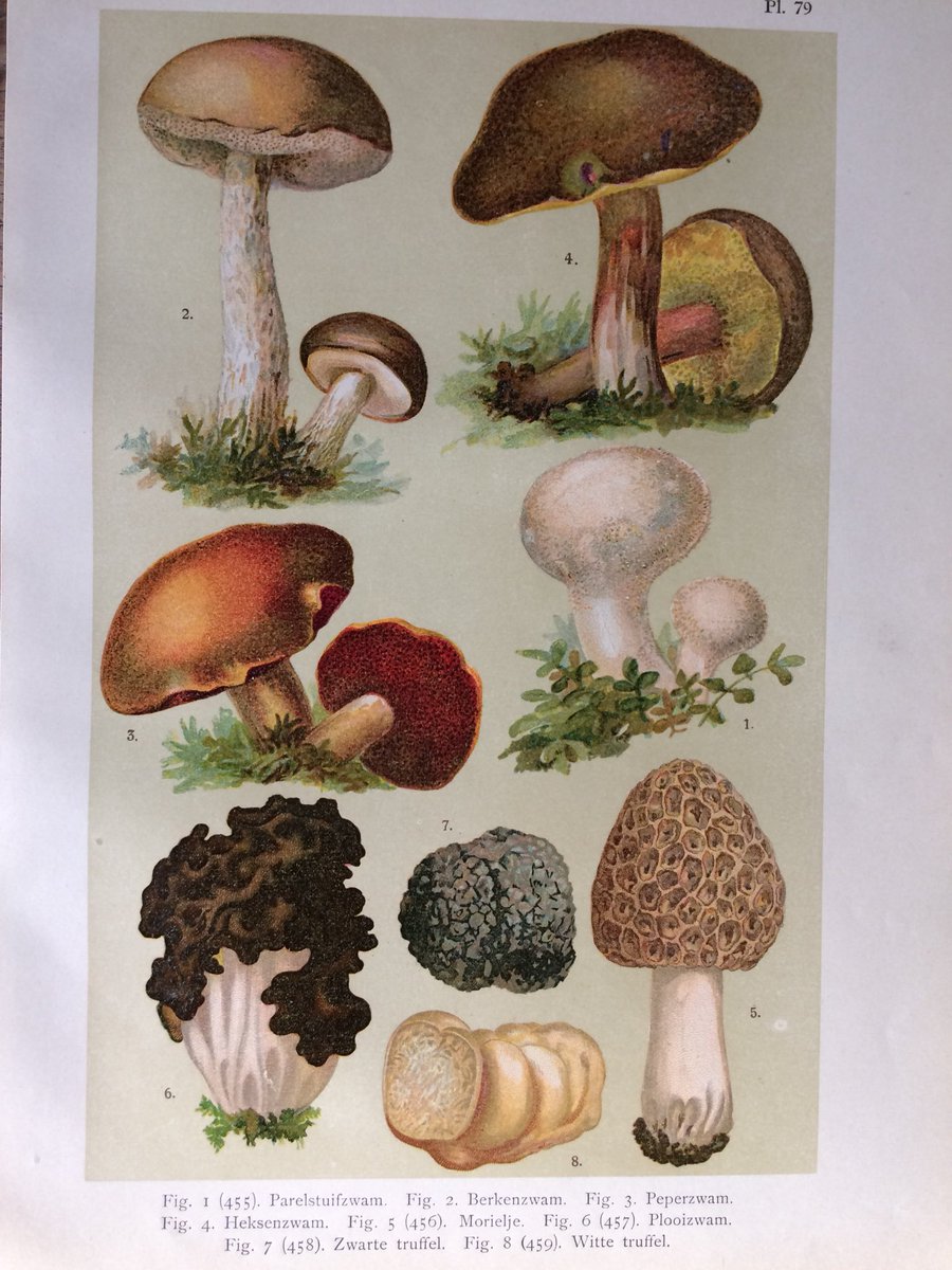 Uit de antieke botanische prenten serie zijn dit de allerlaatste prentjes met paddestoelen. Leuk om zelf in te lijsten.