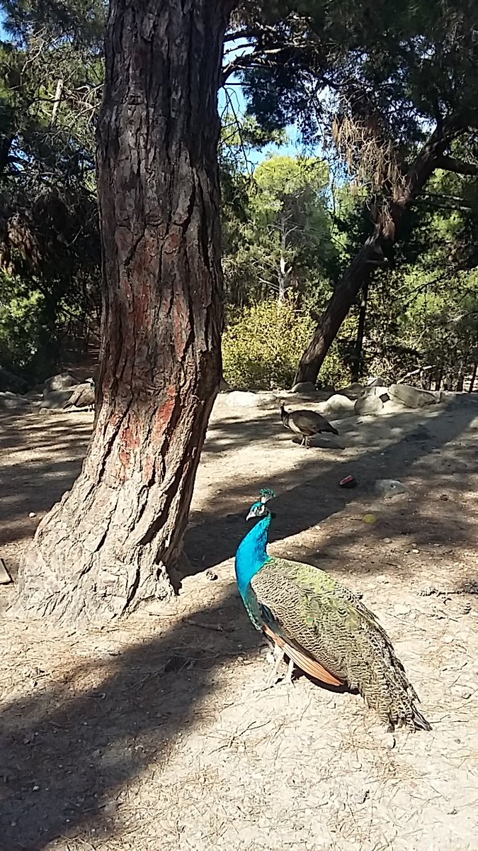 betty_watson's tweet photo. Plaka. Woodland inhabited by many peacocks and cats. Who did this? https://t.co/PfWpAemvdn