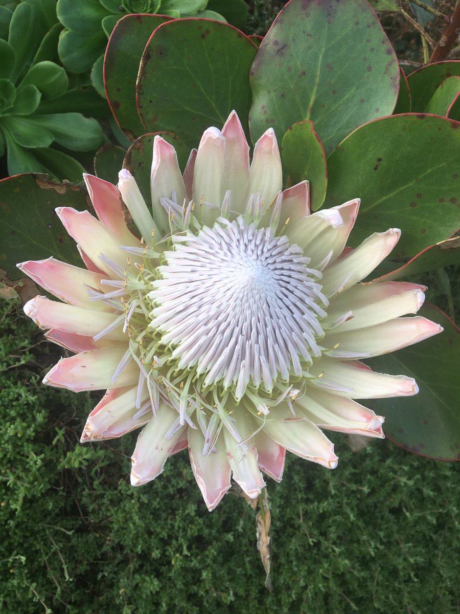 rachelhosken's tweet photo. The Protea has flowered a bit more this week in the Minack gardens @Minack theatre #Protea https://t.co/VuC59qeSHL