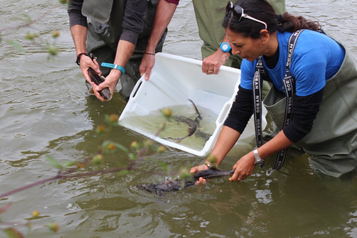 Gli #storioni dell’Adriatico sono a rischio estinzione. #Oltremare contribuisce attivamente alla loro tutela salvaunaspecie.it
